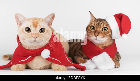 I gatti di Natale in abiti rossi e i cappelli di Babbo Natale si trovano su uno sfondo bianco. Un ritratto in studio di una coppia, un'atmosfera accogliente per le vacanze, un Natale e una N. Foto Stock