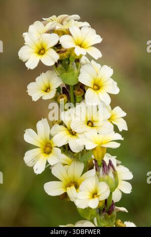 Fiore Sisyrinchium striatum Foto Stock