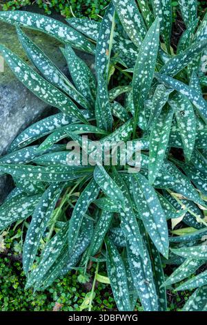 Lungwort, Pulmonaria longifolia "Bertram Anderson" Foto Stock