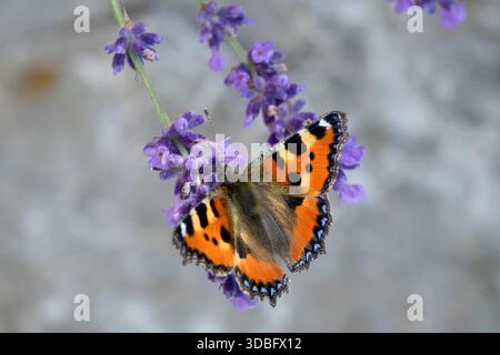 Farfalla sulla lavanda inglese Foto Stock