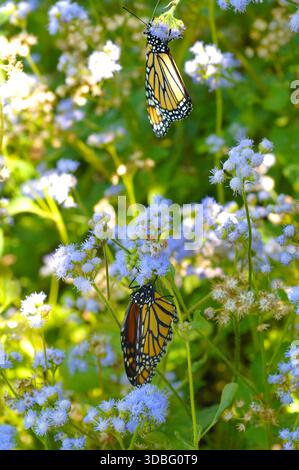 Farfalla monarca (Danaus plexippus) su fiore di nebbia blu (Conoclinium coelestinium). La pianta è originaria ma serve come pianta ospite per Monarchs e Quee Foto Stock