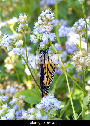 Farfalla monarca (Danaus plexippus) su fiore di nebbia blu (Conoclinium coelestinium). La pianta è originaria ma serve come pianta ospite per Monarchs e Quee Foto Stock