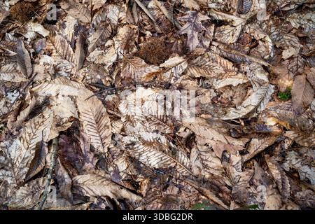 Fondo di foglie secche cadute Foto Stock