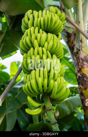 Ammasso di banane verdi non mature su pianta a Madeira, Portogallo Foto Stock