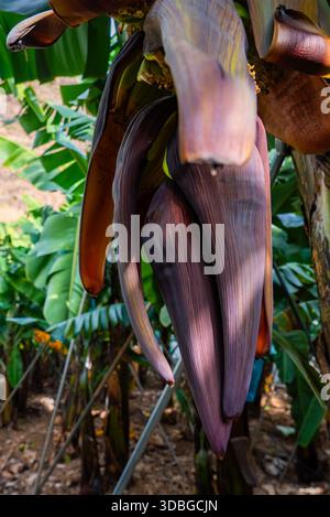 Infiorescenza di banane con frutta giovane a Madeira, Portogallo Foto Stock