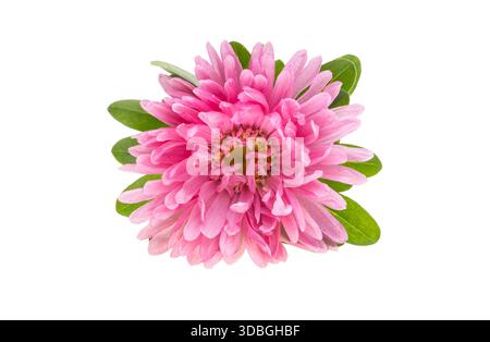 Aster isolato su sfondo bianco Foto Stock