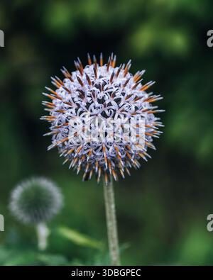 Primo piano di una testa di cardo globo con petali viola e punte arancioni nel parco Kelvingrove, su un morbido sfondo verde sfocato Foto Stock