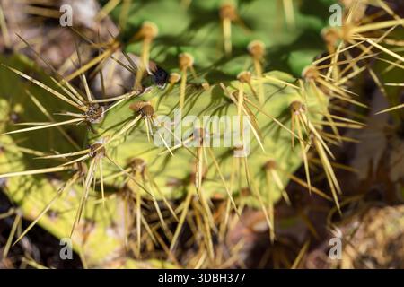 Il cactus giallo affilato si avvicina al pad verde alla luce del sole. Foto Stock