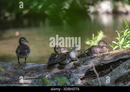 Anatroccoli che riposano insieme su un tronco vicino a un fiume Foto Stock
