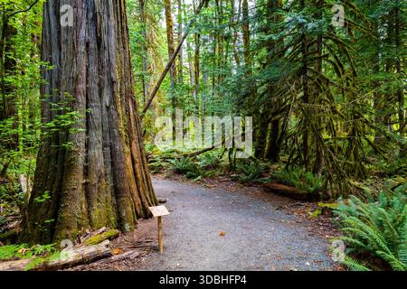 Una vista panoramica cattura il famoso e sereno sentiero del Sentiero dei Cedri, che si snoda attraverso una foresta vecchia a North Cascades Nationa Foto Stock