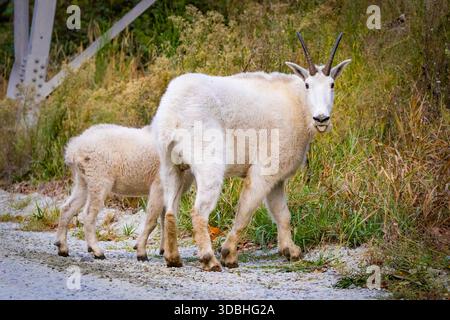 Il ritratto ravvicinato cattura un momento tenero tra una madre e una piccola capra di montagna Foto Stock