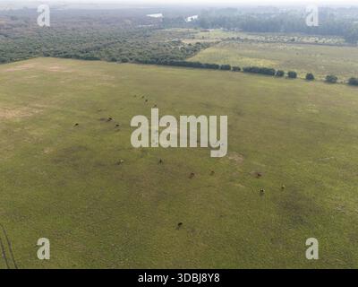 Fotografia aerea ampia e ad alto angolo di un ampio e lussureggiante campo di pascolo verde, in cui diversi bovini sparpagliati stanno pascolando. L'immagine acquisisce il n esteso Foto Stock