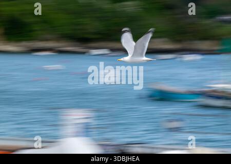 Gabbiano marino in volo, con le ali sparse, con l'otturatore lento e la panoramica, in modo da ottenere una notevole sfocatura sullo sfondo con il gabbiano affilato. Foto Stock