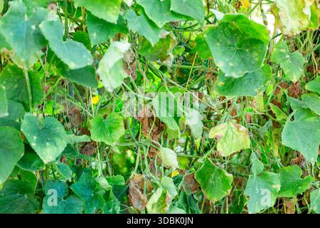 viti di cetriolo appese su un traliccio con foglie malate, colpite da mosaico di cetriolo. Foto Stock