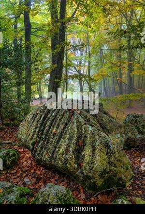 Una grande roccia ricoperta di muschio con motivi unici su uno sfondo di vibranti pavimenti verdi e gialli della foresta, che mostrano la geologia della natura. Abruzzo, Italia Foto Stock