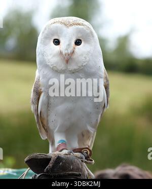 I gufi di fienile, i gufi del genere Tyto, sono il genere di gufi più diffuso al mondo. Sono gufi di medie dimensioni con teste grandi. Foto Stock