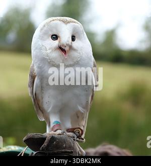 I gufi di fienile, i gufi del genere Tyto, sono il genere di gufi più diffuso al mondo. Sono gufi di medie dimensioni con teste grandi. Foto Stock