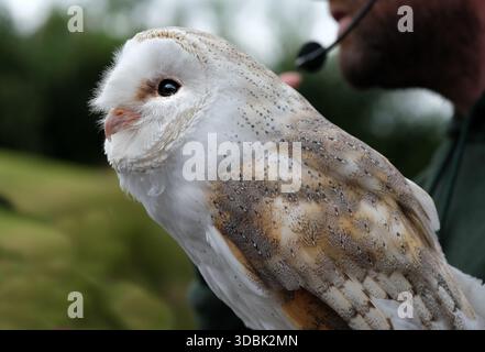 I gufi di fienile, i gufi del genere Tyto, sono il genere di gufi più diffuso al mondo. Sono gufi di medie dimensioni con teste grandi. Foto Stock