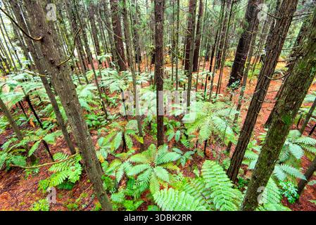 Redwoods Whakarewarewa Forest - Rotorua - nuova Zelanda Foto Stock