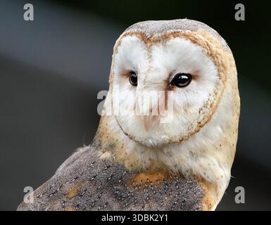 I gufi di fienile, i gufi del genere Tyto, sono il genere di gufi più diffuso al mondo. Sono gufi di medie dimensioni con teste grandi. Foto Stock