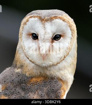 I gufi di fienile, i gufi del genere Tyto, sono il genere di gufi più diffuso al mondo. Sono gufi di medie dimensioni con teste grandi. Foto Stock