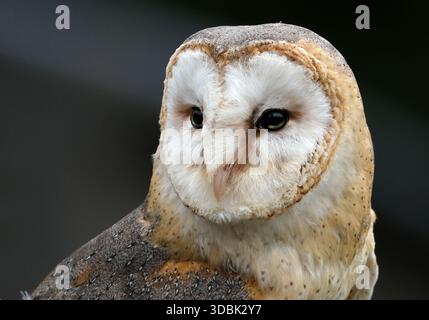 I gufi di fienile, i gufi del genere Tyto, sono il genere di gufi più diffuso al mondo. Sono gufi di medie dimensioni con teste grandi. Foto Stock