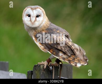 I gufi di fienile, i gufi del genere Tyto, sono il genere di gufi più diffuso al mondo. Sono gufi di medie dimensioni con teste grandi. Foto Stock
