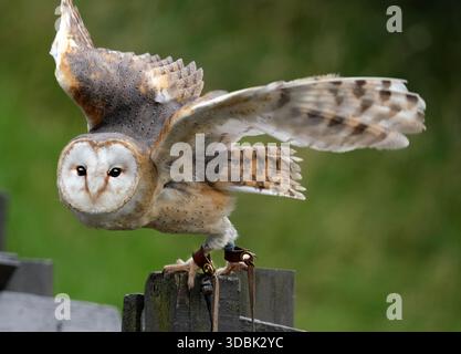 I gufi di fienile, i gufi del genere Tyto, sono il genere di gufi più diffuso al mondo. Sono gufi di medie dimensioni. Foto Stock