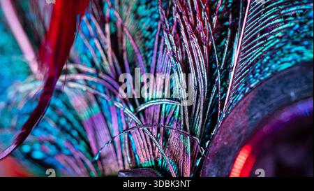 Vista delle piume iridescenti che brillano di blu, verdi, viola e rossi vibranti, contrastati da elementi metallici scuri, creando un accattivante clo Foto Stock