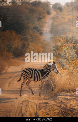 Vista di una zebra che attraversa una strada sterrata soleggiata tra le sfumature dorate della savana africana, un momento sereno catturato nel tempo, Hazyview, Mpumalang Foto Stock