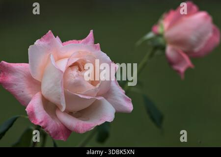 Rose bianche con petali rosa su uno stelo visto da vicino Foto Stock