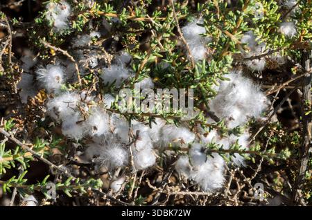 Teste di semi soffici di boscaglia nevosa del Capo, Kapokbos, con proprietà sia culinarie che medicinali, Samara Nature Reserve, Eastern Karoo, Sud Africa, Foto Stock
