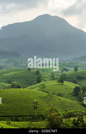 Vista delle colline verdi ondulate che si infrangono sotto un cielo nebbioso, punteggiato da alberi solitari, creando una scena tranquilla, Phu Tho, Phú Thọ, Vietnam. Foto Stock