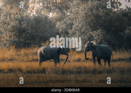 Vista di due elefanti che pascolano nella savana dorata, le loro forme massicce contrastano con le delicate erbe ondeggianti, sotto un baldacchino di alberi, Maun Foto Stock