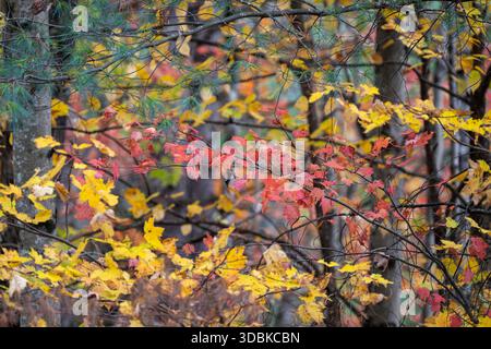 Colori autunnali, vicino a Stowe, Vermont Foto Stock