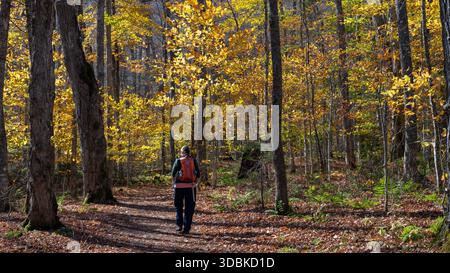 Donna che cammina attraverso la foresta al Dixville State Park in autunno, New Hampshire Foto Stock
