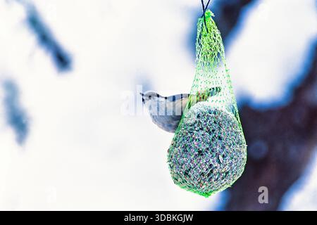 Nuthatch su un alimentatore per uccelli in un giardino in inverno Foto Stock