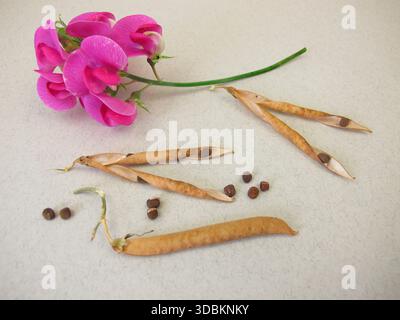 Semi di pisello dolce e gambo di fiori, Lathyrus odoratus Foto Stock