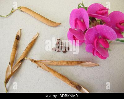 Semi di pisello dolce e gambo di fiori, Lathyrus odoratus Foto Stock