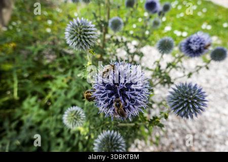 Cardo del globo del Banato, cardo del globo dei Balcani (Echinops bannaticus) Foto Stock