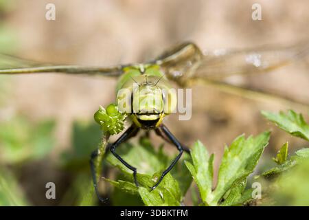 Grande dragonfly reale (Anax imperator) - vista frontale Foto Stock