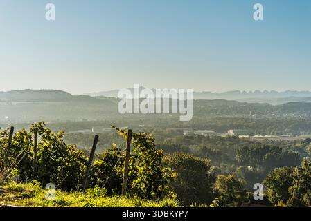 Vigneto con i monti Alpstein all'orizzonte, Canton Thurgau, Svizzera Foto Stock