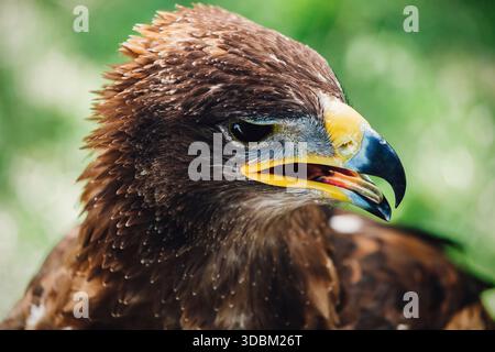 Primo piano della testa di un aquila reale Foto Stock