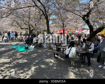 Giappone - Kitakyushu - l'autentica celebrazione dell'hanami: Gruppi di persone che mangiano e si rilassano sotto gli alberi sakura in fiore nel parco giapponese - festa primaverile Foto Stock