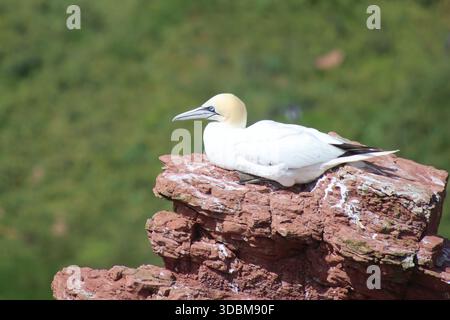 Gannet settentrionale poggia su una scogliera di arenaria rossa a Heligoland, Germania Foto Stock