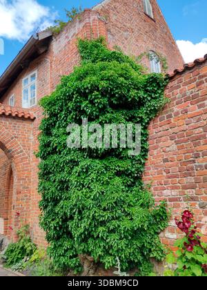 Pianta di edera su un muro di mattoni. Centro storico di Stralsund Foto Stock