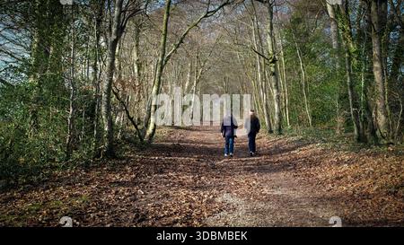 Grovely Wood, Wilton , Salisbury Wiltshire Regno Unito. 2025.l'antico bosco fa parte del paesaggio nazionale di Cranborne Chase. Foto Stock