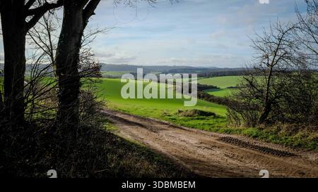 Grovely Wood, Wilton , Salisbury Wiltshire Regno Unito. 2025.l'antico bosco fa parte del paesaggio nazionale di Cranborne Chase. Foto Stock