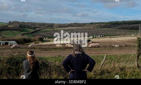 Grovely Wood, Wilton , Salisbury Wiltshire Regno Unito. 2025.l'antico bosco fa parte del paesaggio nazionale di Cranborne Chase. Foto Stock