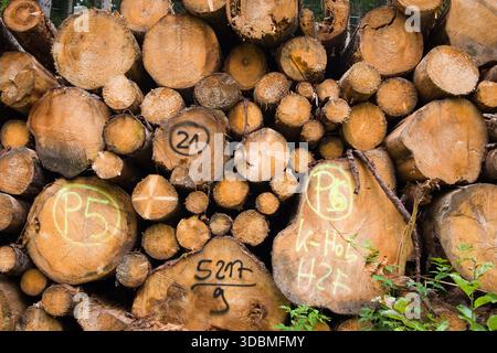 Una pila di tronchi di legno tagliati con segni su di essi nella Foresta Nera, in Germania, vicino a Hinterzarten. Foto Stock
